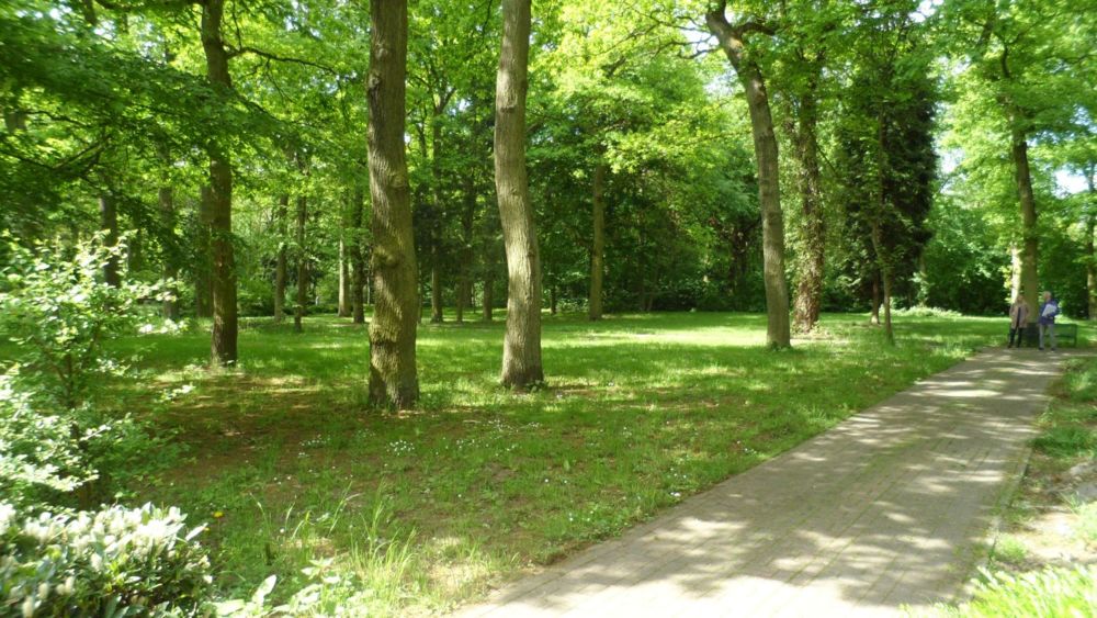 Eichen für Urnenbaumbeisetzungen
