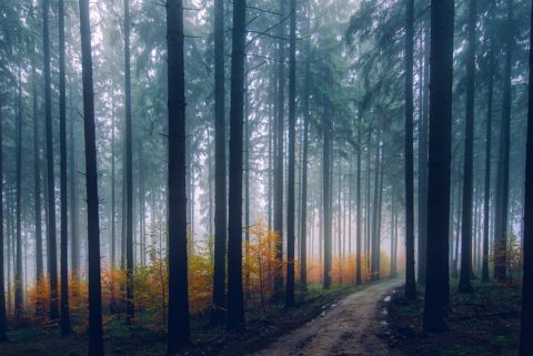 Wald