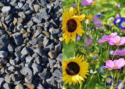 Schottergarten und Blumen